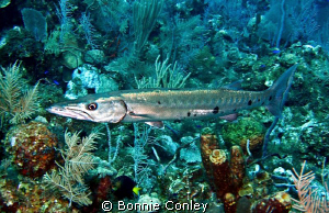 Barracuda seen in Grand Cayman August 2010.  Photo taken ... by Bonnie Conley 